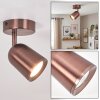 Lemak spot de plafond LED orientable cuivre brossé, GU10, style moderne